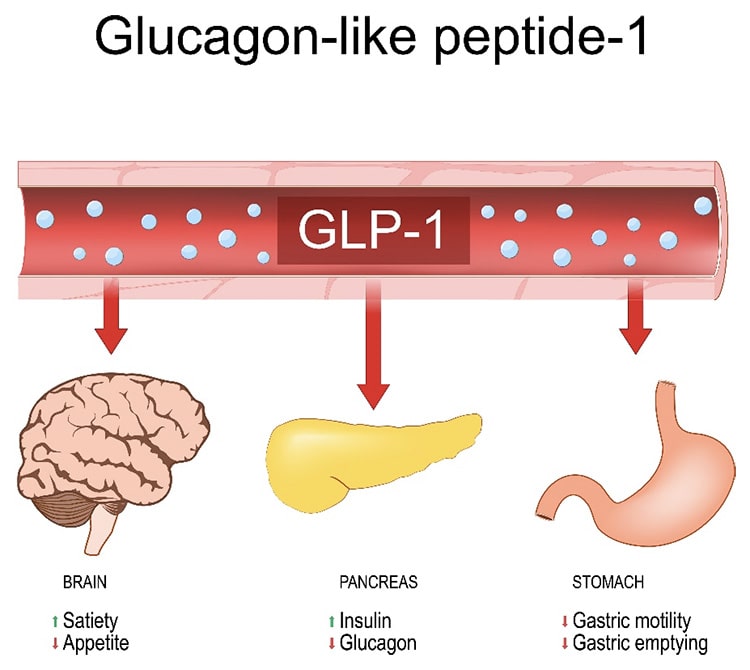 GLP1受容体作動薬の効果のイメージ