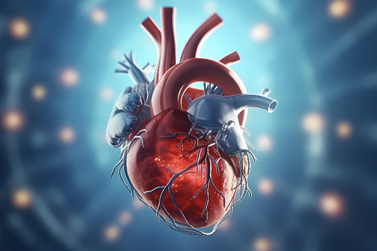 心臓と血管のイメージ