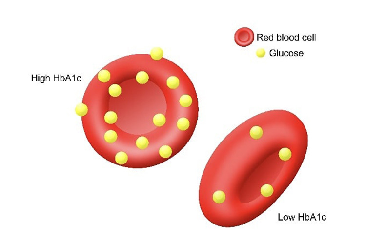 赤血球とヘモグロビンのイメージ