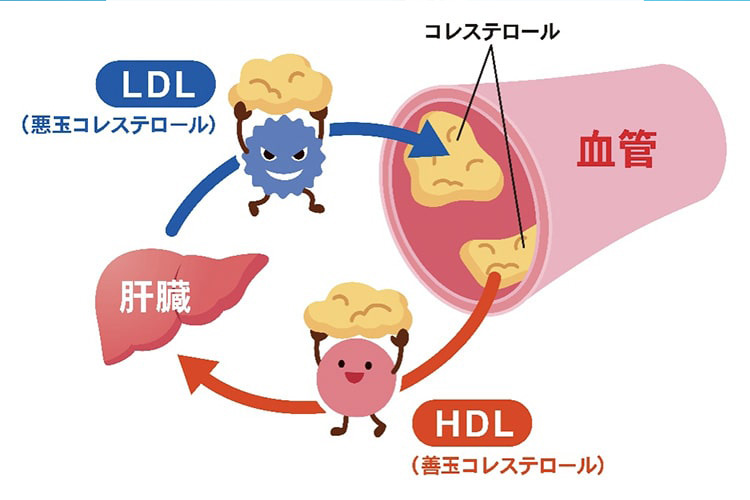 LDL・HDLの働きのイメージ