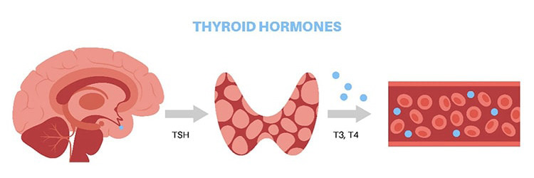 甲状腺ホルモンの代謝の仕組み