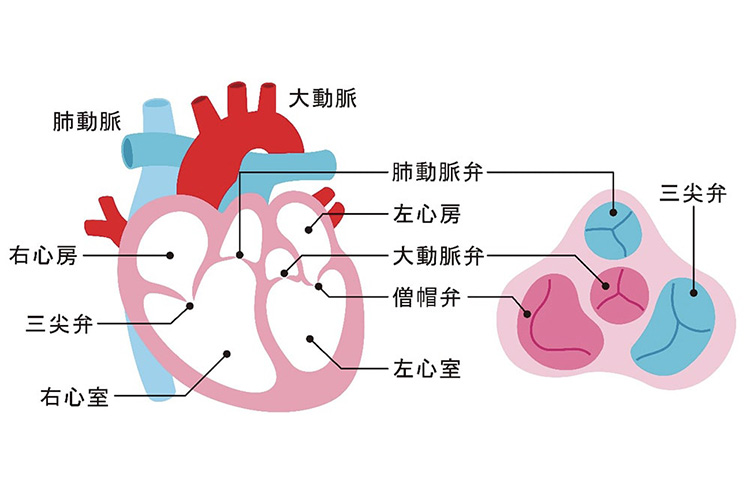 心臓弁膜症のイメージ